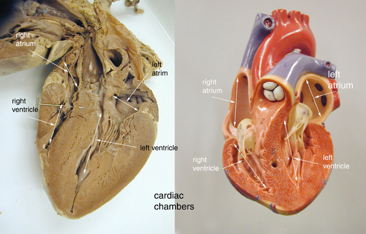 The Heart - the cardiovascular system