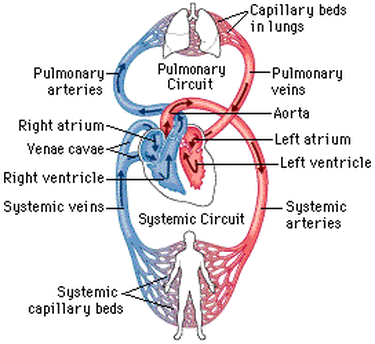 Circulation - the cardiovascular system